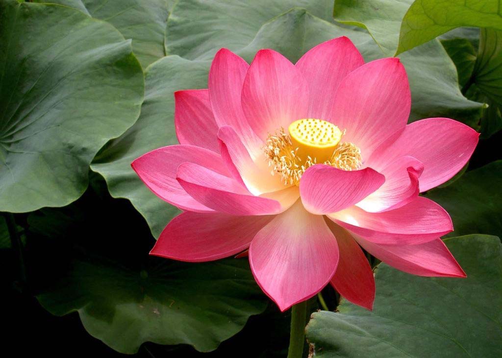 Image for article I Am So Fortunate to Practice Falun Dafa 